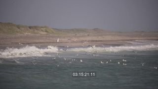Link to Video | sea, Full High Definition, color, Denmark, 2022, cloud