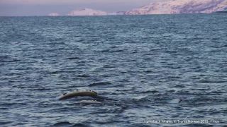 Link to Video