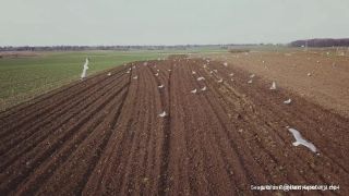 Link to Video