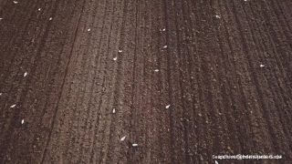 Link to Video