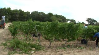 Link to Video | Southern France, summer, France, winery, color, 4K resolution, Bodin, Cassis, tourism region, Europe, day, tourism destination