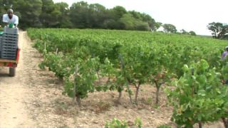 Link to Video | Southern France, summer, France, winery, color, 4K resolution, Bodin, Cassis, tourism region, Europe, day, tourism destination