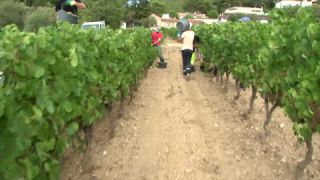 Link to Video | Southern France, summer, France, winery, color, 4K resolution, Bodin, Cassis, tourism region, Europe, day, tourism destination