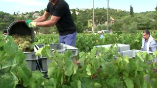 Link to Video | Southern France, summer, France, winery, color, 4K resolution, Bodin, Cassis, tourism region, Europe, day, tourism destination