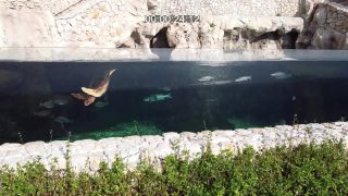 Link to Video | tourist destination, city-state, French Riviera, wealth, principality, color, Monaco, 4K resolution, museum, Monte Carlo, Europe, Mediterranean Sea, city, tourist attraction, tourism destination, Mediterranean Basin, state, Musée océanographique de Monaco, mediterranean sea