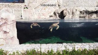 Link to Video | tourist destination, city-state, French Riviera, wealth, principality, color, Monaco, 4K resolution, museum, Monte Carlo, Europe, Mediterranean Sea, city, tourist attraction, tourism destination, Mediterranean Basin, state, Musée océanographique de Monaco, mediterranean sea