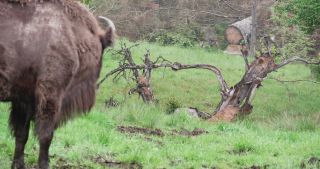 Link to Video | North Rhine-Westphalia, wild animal, Jagdhaus, Wisent-Wildnis am Rothaarsteig, Tier 1 network, Wingeshausen, Sauerland, Rothaar Mountains, Siegen-Wittgenstein, Bison bonasus, wilderness