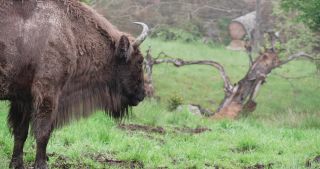 Link to Video | North Rhine-Westphalia, wild animal, Jagdhaus, Wisent-Wildnis am Rothaarsteig, Tier 1 network, Wingeshausen, Sauerland, Rothaar Mountains, Siegen-Wittgenstein, Bison bonasus, wilderness