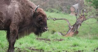 Link to Video | North Rhine-Westphalia, wild animal, Jagdhaus, Wisent-Wildnis am Rothaarsteig, Tier 1 network, Wingeshausen, Sauerland, Rothaar Mountains, Siegen-Wittgenstein, Bison bonasus, wilderness