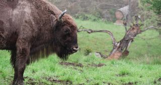Link to Video | North Rhine-Westphalia, wild animal, Jagdhaus, Wisent-Wildnis am Rothaarsteig, Tier 1 network, Wingeshausen, Sauerland, Rothaar Mountains, Siegen-Wittgenstein, Bison bonasus, wilderness