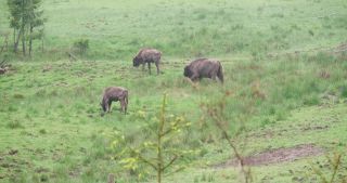 Link to Video | North Rhine-Westphalia, wild animal, Jagdhaus, Wisent-Wildnis am Rothaarsteig, Tier 1 network, Wingeshausen, Sauerland, Rothaar Mountains, Siegen-Wittgenstein, Bison bonasus, wilderness