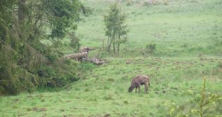 Link to Video | North Rhine-Westphalia, wild animal, Jagdhaus, Wisent-Wildnis am Rothaarsteig, Tier 1 network, Wingeshausen, Sauerland, Rothaar Mountains, Siegen-Wittgenstein, Bison bonasus, wilderness