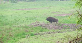 Link to Video | North Rhine-Westphalia, wild animal, Jagdhaus, Wisent-Wildnis am Rothaarsteig, Tier 1 network, Wingeshausen, Sauerland, Rothaar Mountains, Siegen-Wittgenstein, Bison bonasus, wilderness