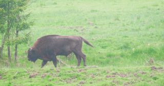 Link to Video | North Rhine-Westphalia, wild animal, Jagdhaus, Wisent-Wildnis am Rothaarsteig, Tier 1 network, Wingeshausen, Sauerland, Rothaar Mountains, Siegen-Wittgenstein, Bison bonasus, wilderness