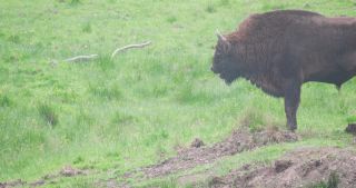 Link to Video | North Rhine-Westphalia, wild animal, Jagdhaus, Wisent-Wildnis am Rothaarsteig, Tier 1 network, Wingeshausen, Sauerland, Rothaar Mountains, Siegen-Wittgenstein, Bison bonasus, wilderness