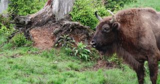 Link to Video | North Rhine-Westphalia, wild animal, Jagdhaus, Wisent-Wildnis am Rothaarsteig, Tier 1 network, Wingeshausen, Sauerland, Rothaar Mountains, Siegen-Wittgenstein, Bison bonasus, wilderness