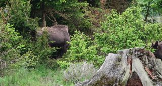 Link to Video | North Rhine-Westphalia, wild animal, Jagdhaus, Wisent-Wildnis am Rothaarsteig, Tier 1 network, Wingeshausen, Sauerland, Rothaar Mountains, Siegen-Wittgenstein, Bison bonasus, wilderness
