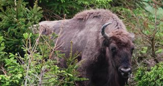 Link to Video | North Rhine-Westphalia, wild animal, Jagdhaus, Wisent-Wildnis am Rothaarsteig, Tier 1 network, Wingeshausen, Sauerland, Rothaar Mountains, Siegen-Wittgenstein, Bison bonasus, wilderness