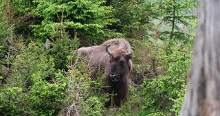 Link to Video | North Rhine-Westphalia, wild animal, Jagdhaus, Wisent-Wildnis am Rothaarsteig, Tier 1 network, Wingeshausen, Sauerland, Rothaar Mountains, Siegen-Wittgenstein, Bison bonasus, wilderness