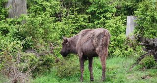 Link to Video | North Rhine-Westphalia, wild animal, Jagdhaus, Wisent-Wildnis am Rothaarsteig, Tier 1 network, Wingeshausen, Sauerland, Rothaar Mountains, Siegen-Wittgenstein, Bison bonasus, wilderness