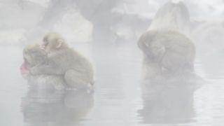 Link to Video
