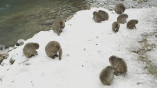 Link to Video