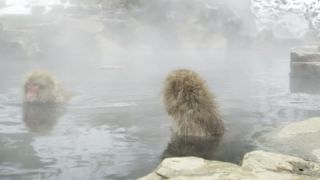 Link to Video