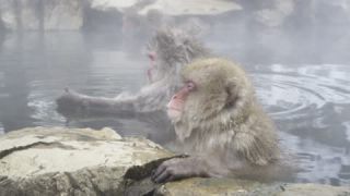 Link to Video