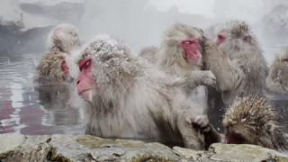 Link to Video