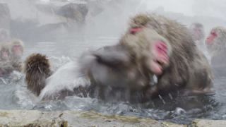 Link to Video