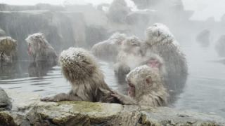 Link to Video