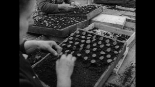 Link to Video | Paul Karl Lieberenz, Germany, craft, 1950s, agribusiness, agricultural production