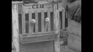 Link to Video | Paul Karl Lieberenz