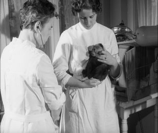 Link to Video | Paul Karl Lieberenz, 50s, Berlin Zoological Garden, Germany, zoo, West Berlin, Berlin, animal, black and white