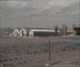 Link to Video | Paul Karl Lieberenz, Germany, craft, 1950s, agribusiness, agricultural production