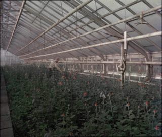 Link to Video | Paul Karl Lieberenz, Germany, craft, 1950s, agribusiness, agricultural production