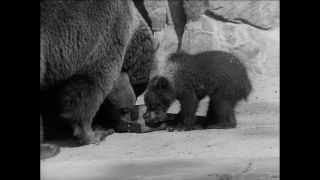 Link to Video | Paul Karl Lieberenz, 50s, Berlin Zoological Garden, Germany, zoo, West Berlin, Berlin, animal, black and white
