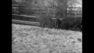 Link to Video | Paul Karl Lieberenz, 50s, Berlin Zoological Garden, Germany, zoo, West Berlin, Berlin, animal, black and white
