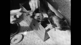 Link to Video | Paul Karl Lieberenz, 50s, Berlin Zoological Garden, Germany, zoo, West Berlin, Berlin, animal, black and white