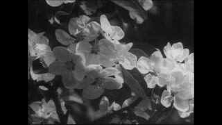 Link to Video | Paul Karl Lieberenz, 50s, Berlin Zoological Garden, Germany, zoo, West Berlin, Berlin, animal, black and white