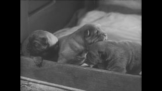 Link to Video | Paul Karl Lieberenz, 50s, Berlin Zoological Garden, Germany, zoo, West Berlin, Berlin, animal, black and white