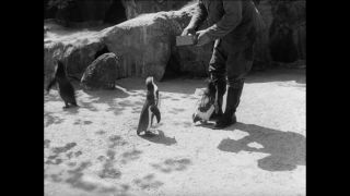 Link to Video | Paul Karl Lieberenz, 50s, Berlin Zoological Garden, Germany, zoo, West Berlin, Berlin, animal, black and white