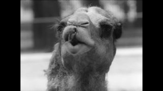 Link to Video | Paul Karl Lieberenz, 50s, Berlin Zoological Garden, Germany, zoo, West Berlin, Berlin, animal, black and white