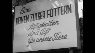 Link to Video | Paul Karl Lieberenz, 50s, Berlin Zoological Garden, Germany, zoo, West Berlin, Berlin, animal, black and white