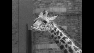 Link to Video | Paul Karl Lieberenz, 50s, Berlin Zoological Garden, Germany, zoo, West Berlin, Berlin, animal, black and white