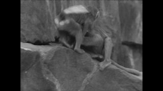 Link to Video | Paul Karl Lieberenz, 50s, Berlin Zoological Garden, Germany, zoo, West Berlin, Berlin, animal, black and white