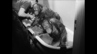 Link to Video | Paul Karl Lieberenz, 50s, Berlin Zoological Garden, Germany, zoo, West Berlin, Berlin, animal, black and white