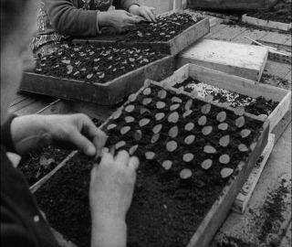 Link to Video | Paul Karl Lieberenz, Germany, craft, 1950s, agribusiness, agricultural production