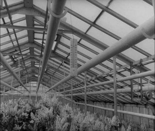 Link to Video | Paul Karl Lieberenz, Germany, craft, 1950s, agribusiness, agricultural production