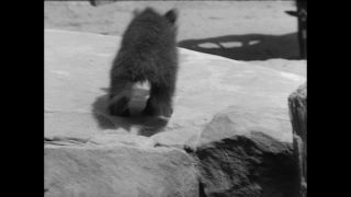 Link to Video | Paul Karl Lieberenz, 50s, Berlin Zoological Garden, Germany, zoo, West Berlin, Berlin, animal, black and white